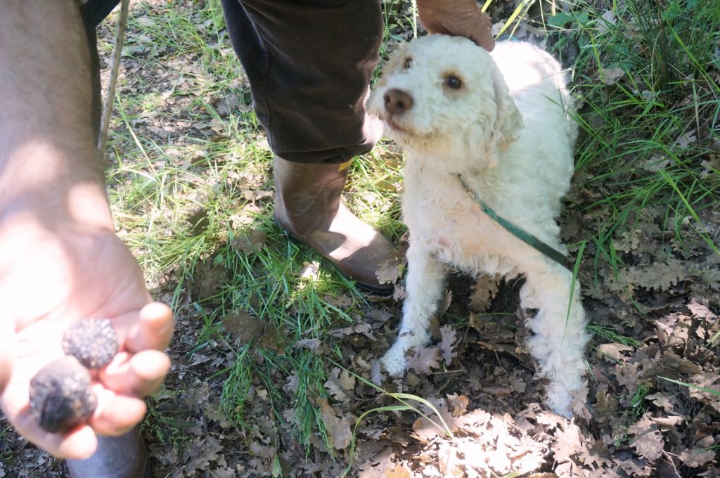 Explore truffle hunting with Boscivivo in the Tuscany region of Italy from how it is discovered how to cook it in your home kitchen.